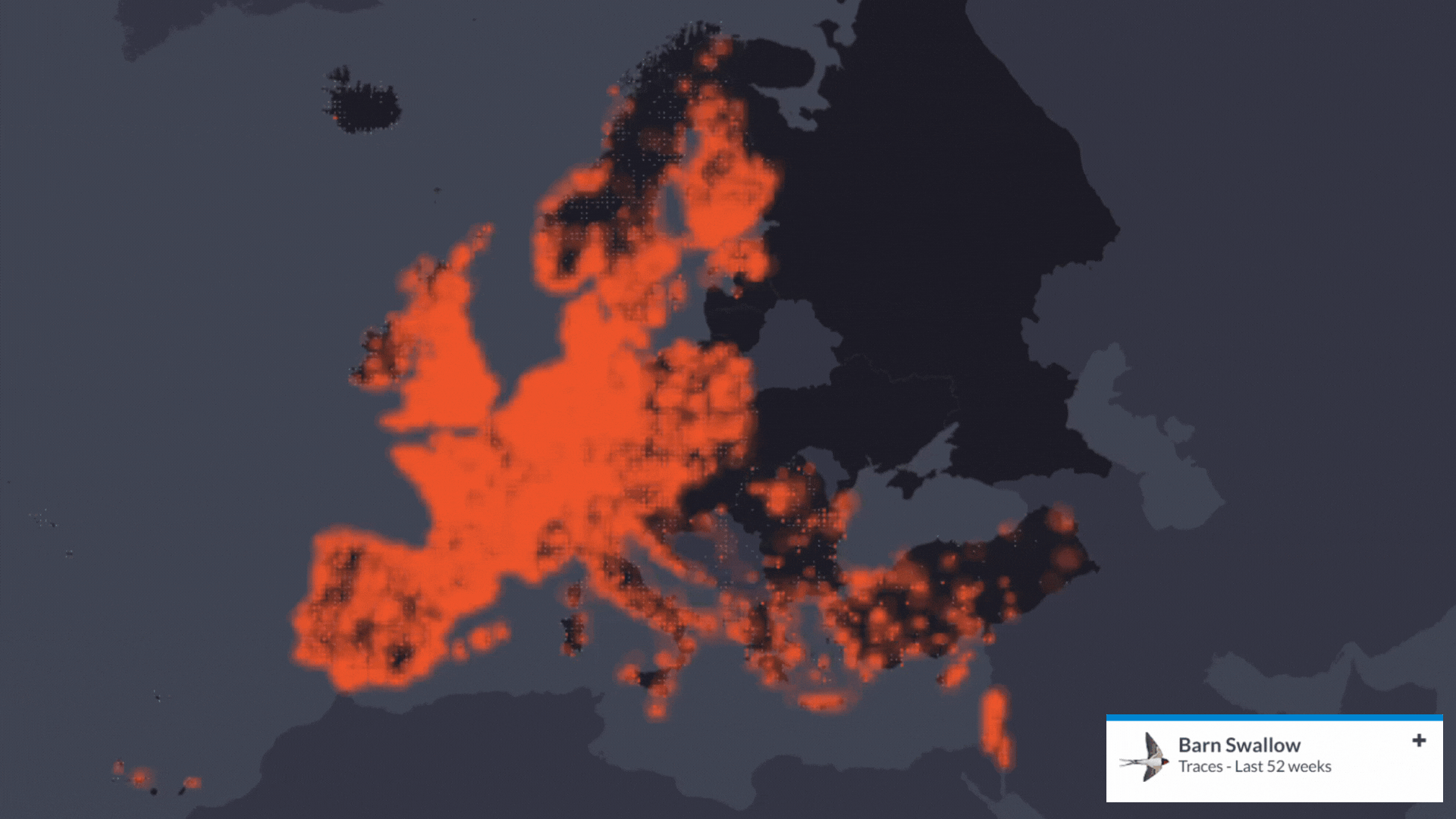 Citas de golondrina común en Europa. Fuente: EuroBirdPortal