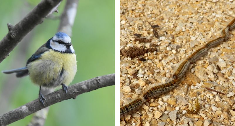 The pine processionary moth: 10 predators and parasitoids that help ...