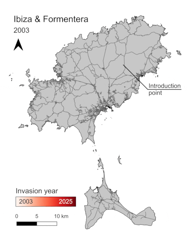 animació de l'expansió territorial de la serp de ferradura a l'illa d'eivïssa