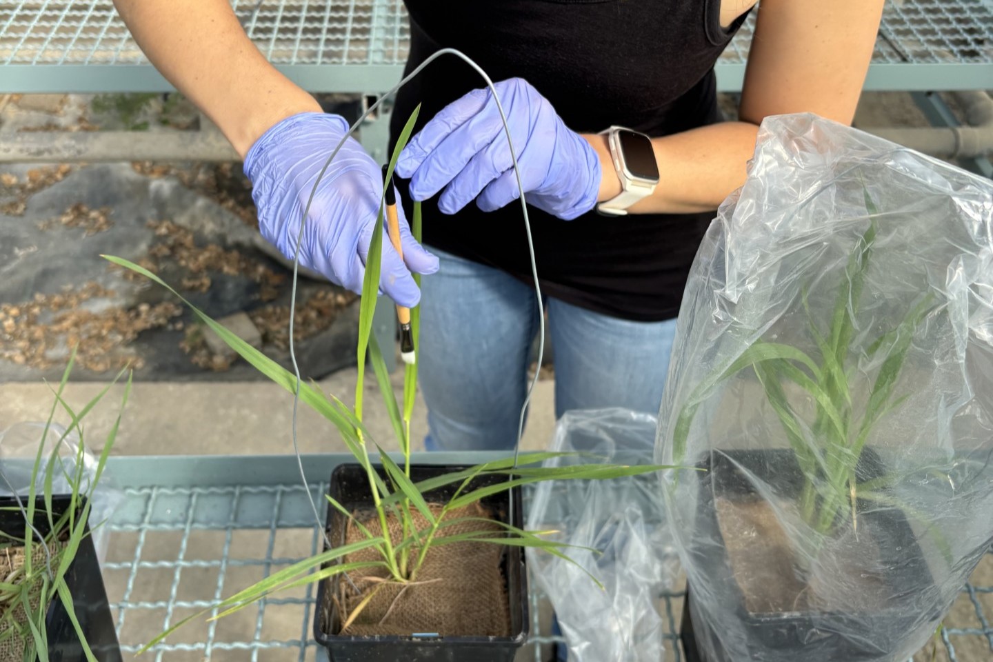 species field work