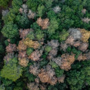 Vista aèria d'un bosc amb arbres verds i marrons afectats per sequera.