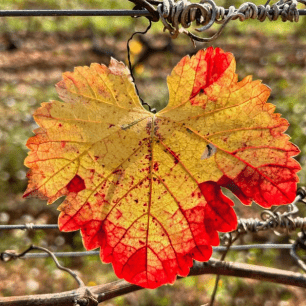 Fulla de parra amb tons vermells i grocs de tardor, unida a un filferro.