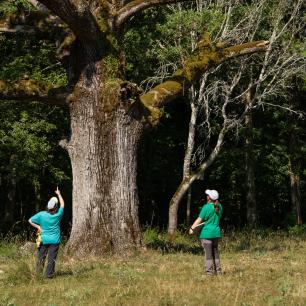 Two people examining a large tree in a field.