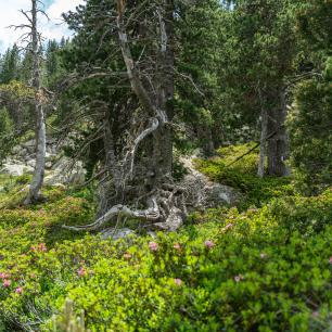 boscos_mediterranis_galdric_mossoll