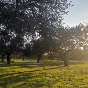 Los Pedroches. Crédito: proyecto I-CISK. 