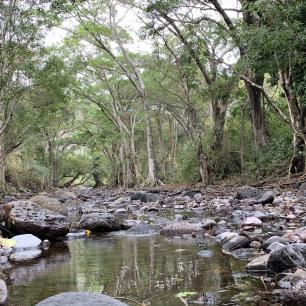 Bosque de ribera Nicaragua 