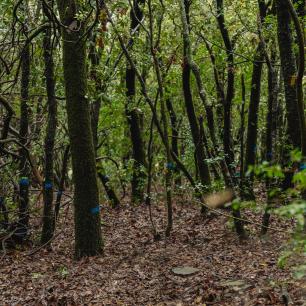 Parcelas experimentales en Prades