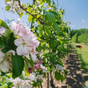 Close-up of apple blossoms, orchard in the background.