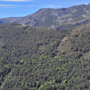 Mountain range with dense forest and blue sky.Parque Natural de la Sierra Norte de Guadalajara, uno de los casos demostrativos del proyecto LIFE RedBosques_Clima.