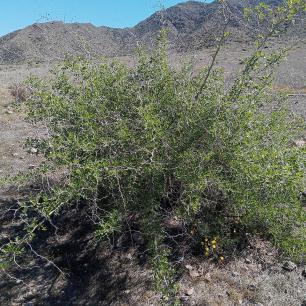 Ginjoler al Parc Natural de Cabo de Gata-Níjar (Ziziphus lotus). Eduardo Milla CCBY