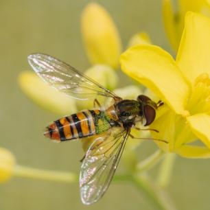 Bee on a yellow flower with green leaves.