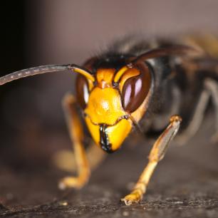 Close-up photograph of a hornet with an orange head and black eyes.
