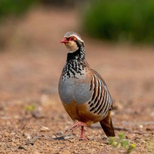 A partridge bird with red beak and eye mask, standing.