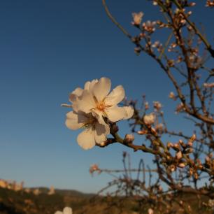 Ametller florit a l'hivern