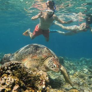 People snorkeling with a sea turtle underwater.