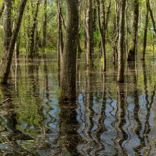 Flooded oak grove in Tordera