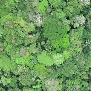 Aerial view of a lush green forest canopy.