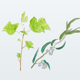 Branques de plantes il·lustrades: vinya i olivera.