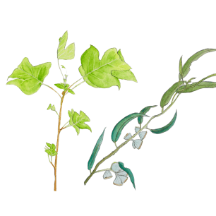 Watercolor illustration of two leafy plant sprigs.