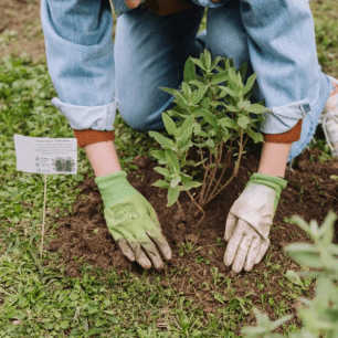 Foto: Galdric Mossoll.