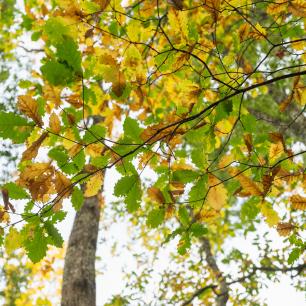 Overhead shot of autumn leaves changing color; some are yellow and some are green.