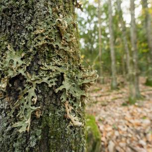 Close-up of a tree trunk covered in lichen with a blurred forest in the background.