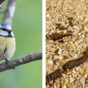 Blue tit perched on a branch, caterpillars on the ground.