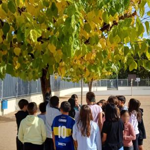 Alumnat treballant amb el projecte RitmeNatura a l'Escola Dr. Carulla. Autor: CREAF