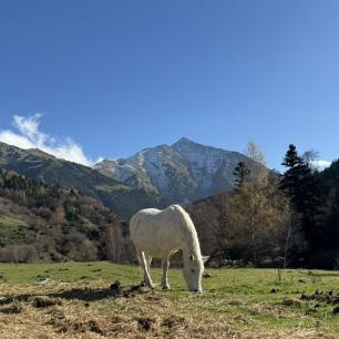 White horse grazing in a green pasture with mountains in the background.