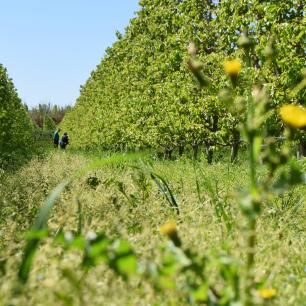 Persones caminant per un camp verd amb arbres.