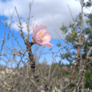 Pink flower blooming on a branch against a blue sky.