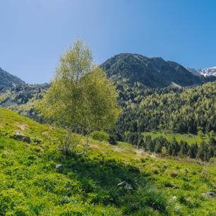 Scenic view of mountains with lush green trees and blue sky.