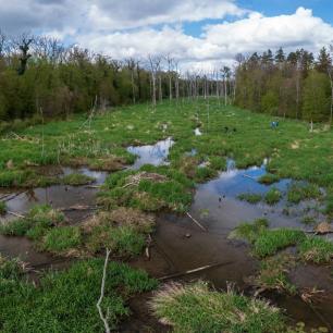 Aerial view of a marsh with lush green grass and trees.