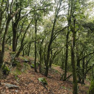 Forest with lush green trees and brown fallen leaves.