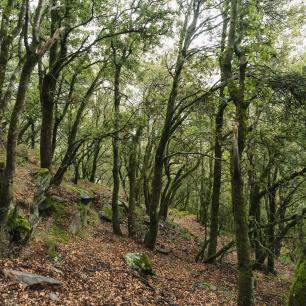 Forest with trees and foliage.