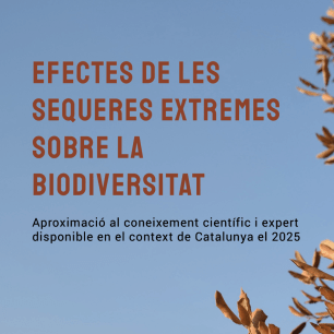 Brown leaves against a blue sky, text overlay in Catalan.