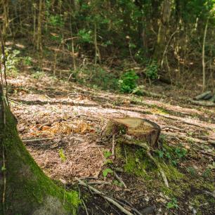 Stump in a sunny forest with lush green moss and foliage.