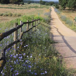 A dirt road stretches between fields, with a wooden fence and wildflowers in view.