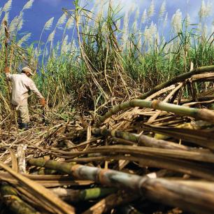 Man walking through sugarcane field.