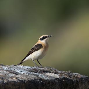A small bird with a black and white wing perched on a rock.