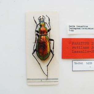 A beetle specimen on white background, with labels.