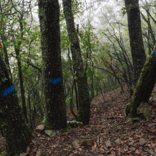 Parcel·la experimental de Prades (Catalunya). Autoria: Galdric Mossoll