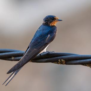 Swallow bird perched on a black wire, close-up.
