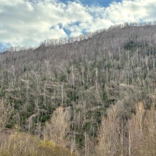 Forest of dead trees on a hillside under a cloudy sky.