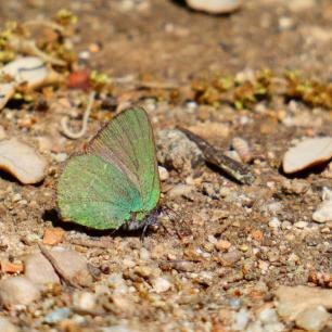 Green butterfly on the ground.