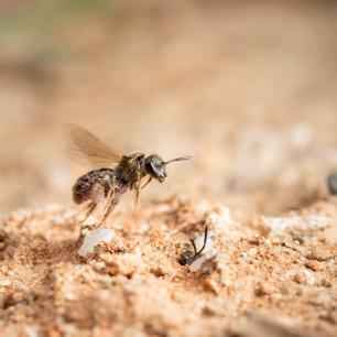 Bee taking flight from sandy ground.
