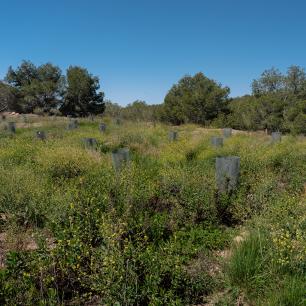 Field of young trees protected by tubes.
