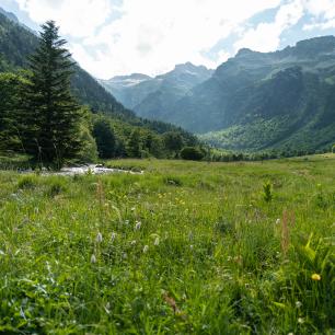 Green meadow with mountains in the distance.