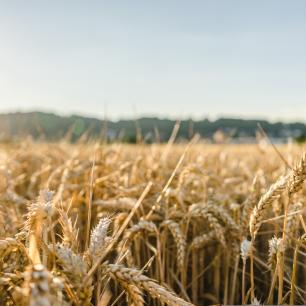 Close-up of a wheat field, illuminated by the sun.