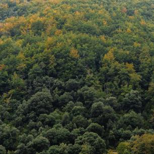 Montseny_Galdric Mossoll